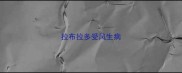 拉布拉多受风生病