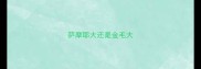 萨摩耶大还是金毛大