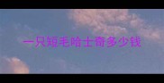 一只短毛哈士奇多少钱