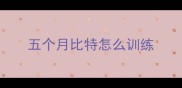 五个月比特怎么训练