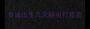 泰迪出生几天驱虫打疫苗