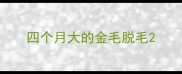 四个月大的金毛脱毛