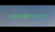 边牧疥螨打什么针
