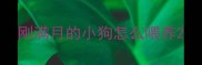 刚满月的小狗怎么喂养