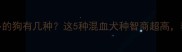 像拉布拉多的狗有几种这5种混血犬种智商超高养狗前必看