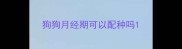 狗狗月经期可以配种吗