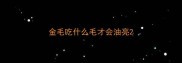 金毛吃什么毛才会油亮