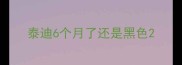 泰迪6个月了还是黑色