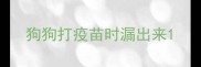 狗狗打疫苗时漏出来