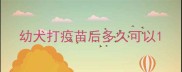 幼犬打疫苗后多久可以