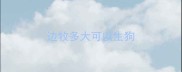 边牧多大可以生狗