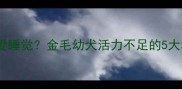 狗狗不活泼只爱睡觉金毛幼犬活力不足的5大科学养护指南