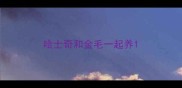 哈士奇和金毛一起养