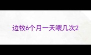 边牧6个月一天喂几次