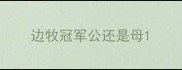 边牧冠军公还是母