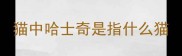 猫中哈士奇是指什么猫