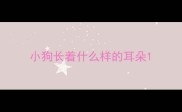 小狗长着什么样的耳朵