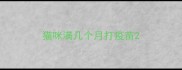 猫咪满几个月打疫苗