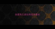 自家养几条拉布拉多最好