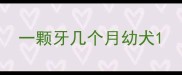 一颗牙几个月幼犬