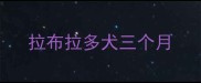拉布拉多犬三个月