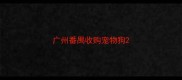 广州番禺收购宠物狗
