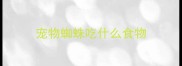 宠物蜘蛛吃什么食物