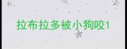 拉布拉多被小狗咬