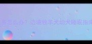 3个月边牧幼犬睡眠过多怎么办边境牧羊犬幼犬睡眠指南附科学应对方案