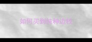 如何买到纯种边牧