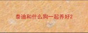 泰迪和什么狗一起养好