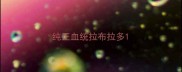 纯正血统拉布拉多