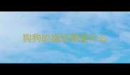 狗狗的尴尬期是什么