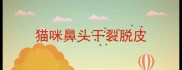 猫咪鼻头干裂脱皮