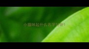 小猫咪起什么名字好听