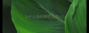 为什么狗打完疫苗呕吐