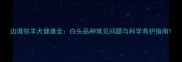 边境牧羊犬健康全白头品种常见问题与科学养护指南