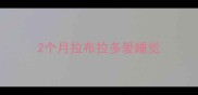 2个月拉布拉多爱睡觉