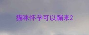 猫咪怀孕可以蹦来