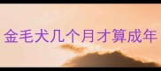 金毛犬几个月才算成年