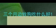 三个月边牧狗吃什么好