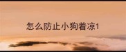 怎么防止小狗着凉