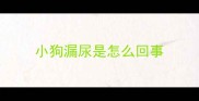 小狗漏尿是怎么回事