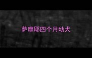 萨摩耶四个月幼犬