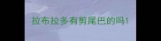 拉布拉多有剪尾巴的吗