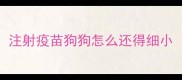 注射疫苗狗狗怎么还得细小