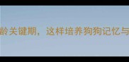 幼犬社会化黄金期3月龄关键期这样培养狗狗记忆与认知附科学训练指南
