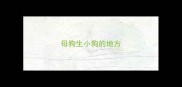 母狗生小狗的地方