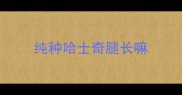 纯种哈士奇腿长嘛
