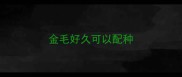 金毛好久可以配种